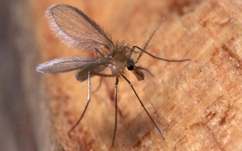 Ejemplar de flebotomo de una de las especies responsables de la transmisión de Leishmania en España
